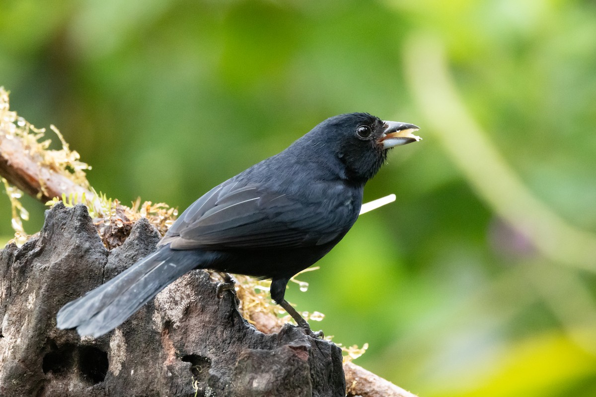 White-lined Tanager - ML642532561