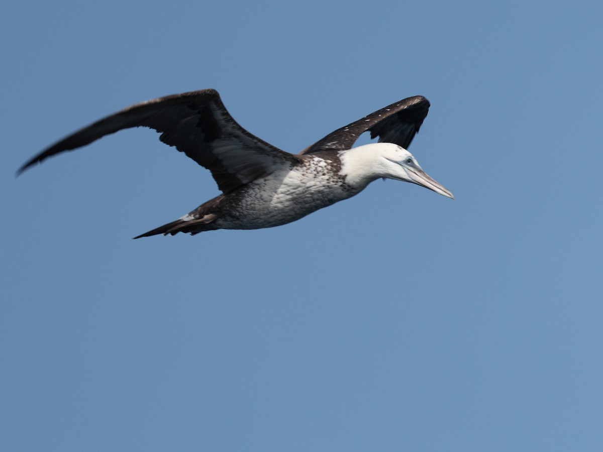 Northern Gannet - ML642532568