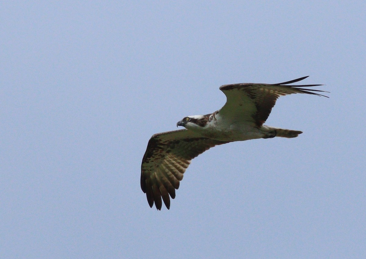 orlovec říční - ML642532570