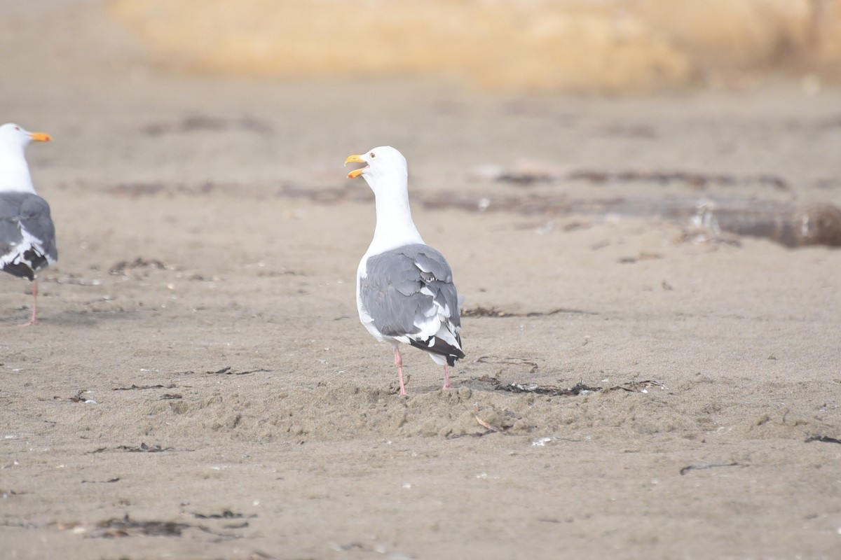 Western Gull - ML642532571