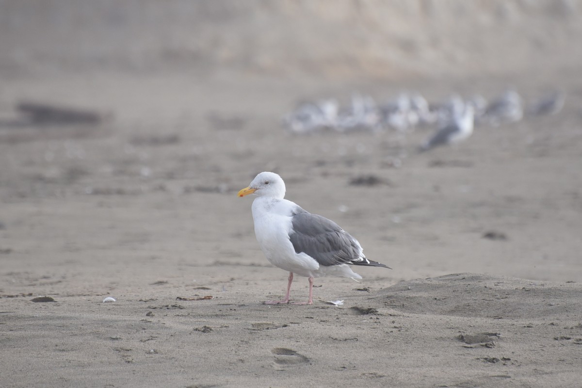 Western Gull - ML642532572
