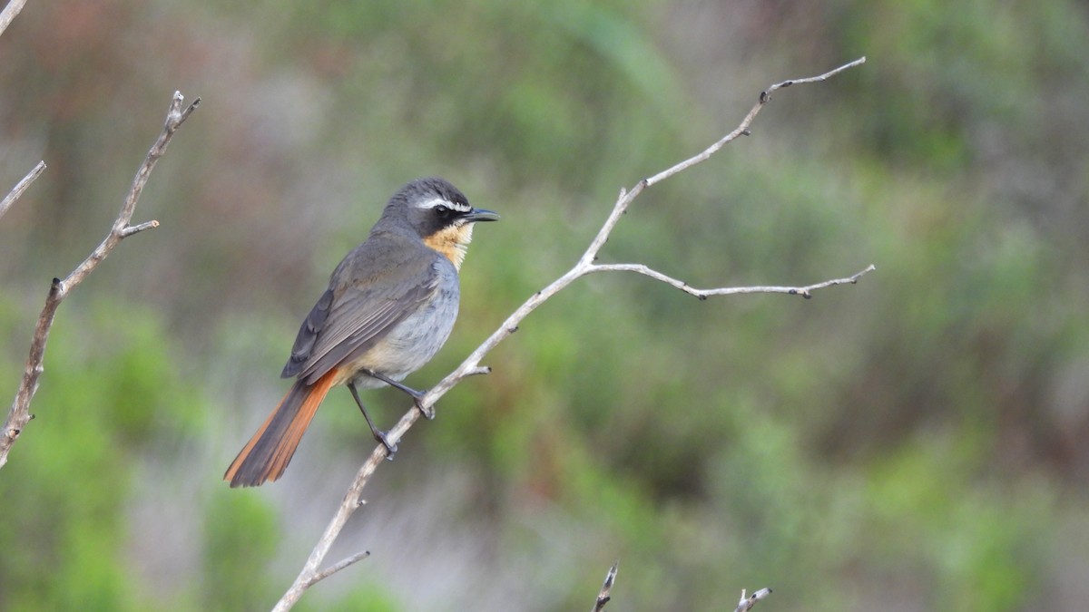 Cape Robin-Chat - ML642532577