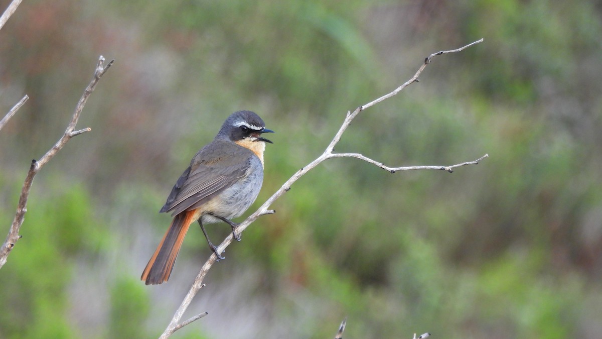 Cape Robin-Chat - ML642532578