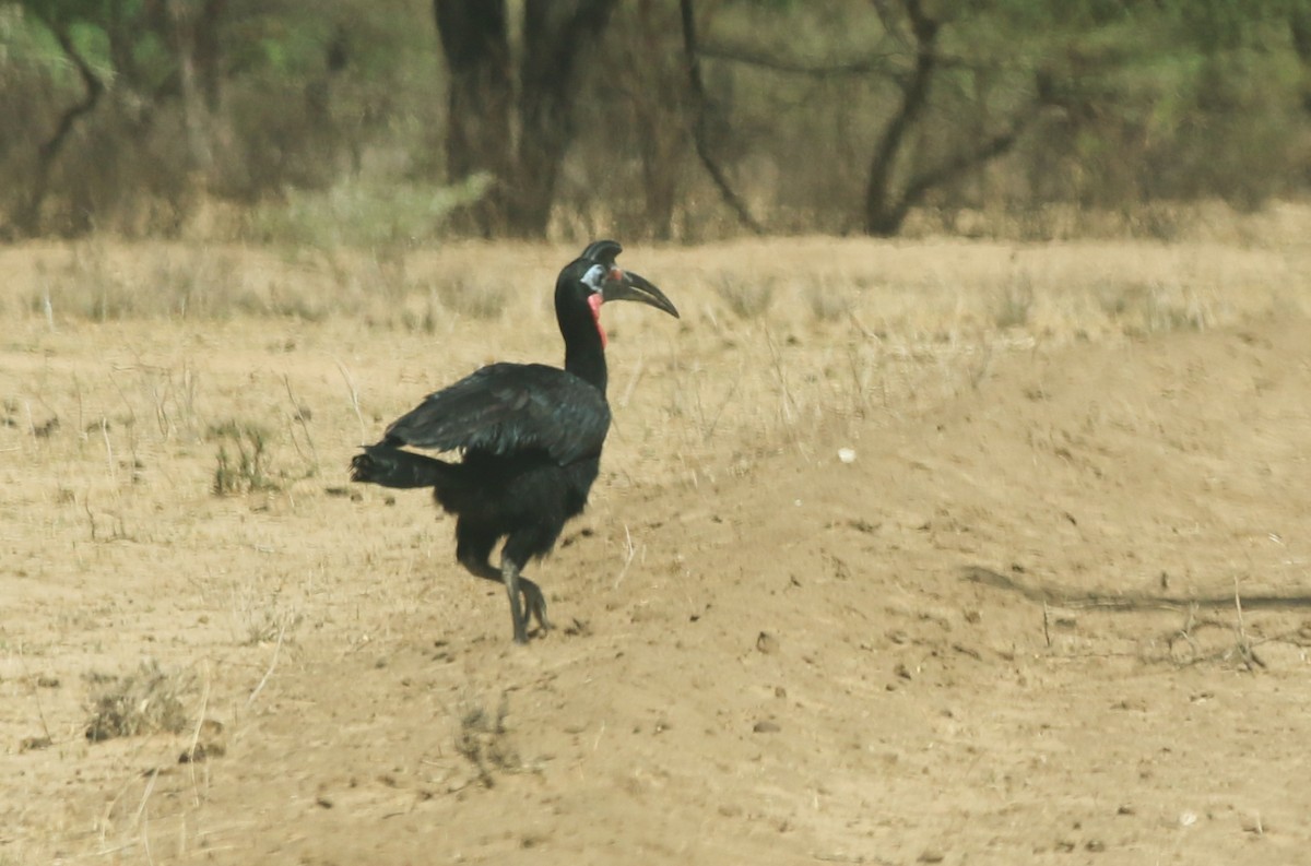 Abyssinian Ground-Hornbill - ML642532582