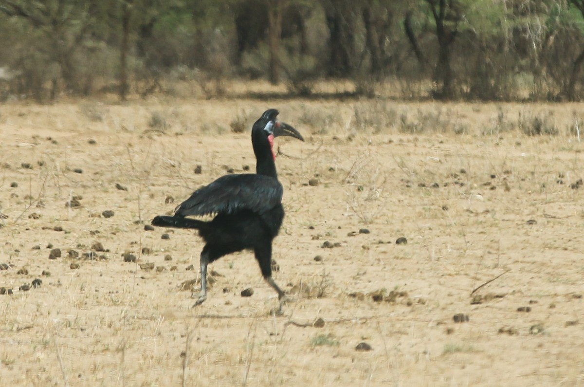 Abyssinian Ground-Hornbill - ML642532584