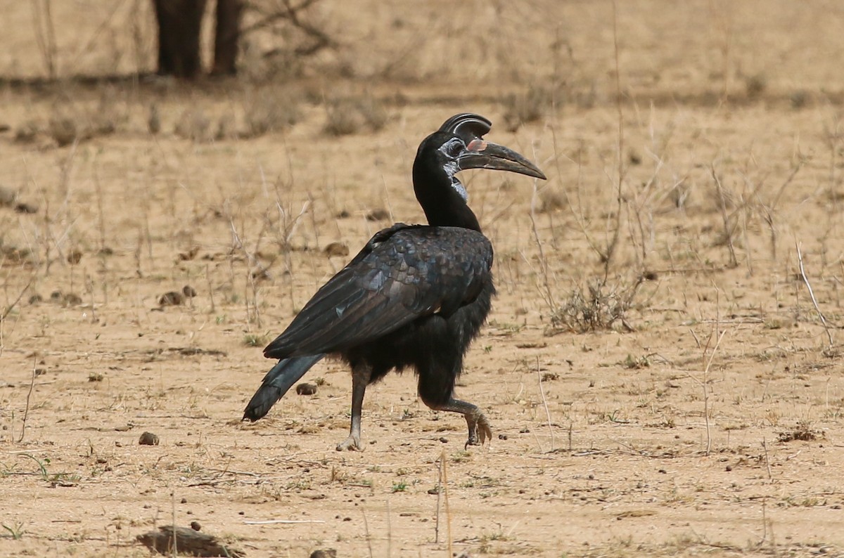 Abyssinian Ground-Hornbill - ML642532585