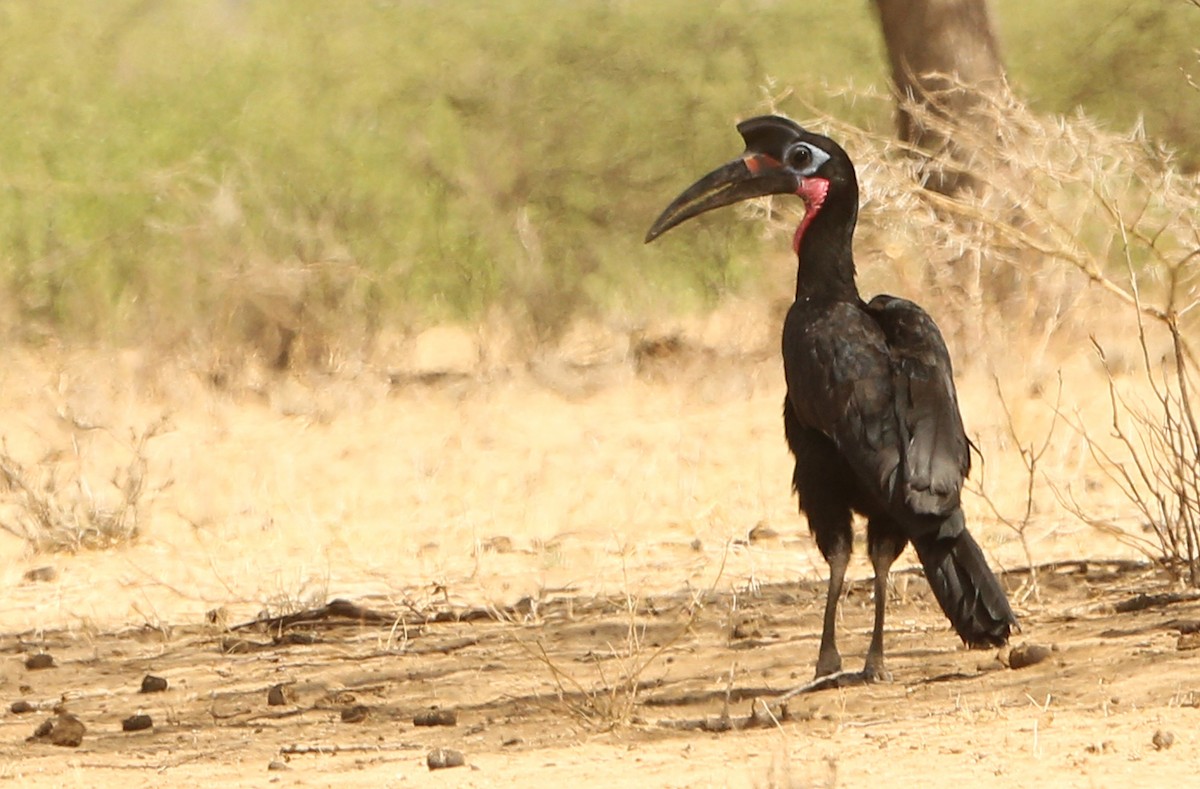 Abyssinian Ground-Hornbill - ML642532587