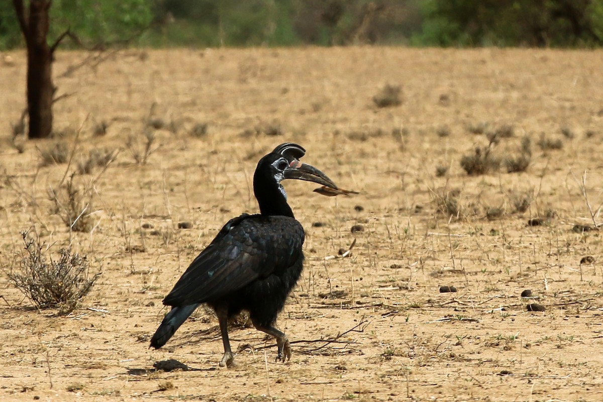 Abyssinian Ground-Hornbill - ML642532589