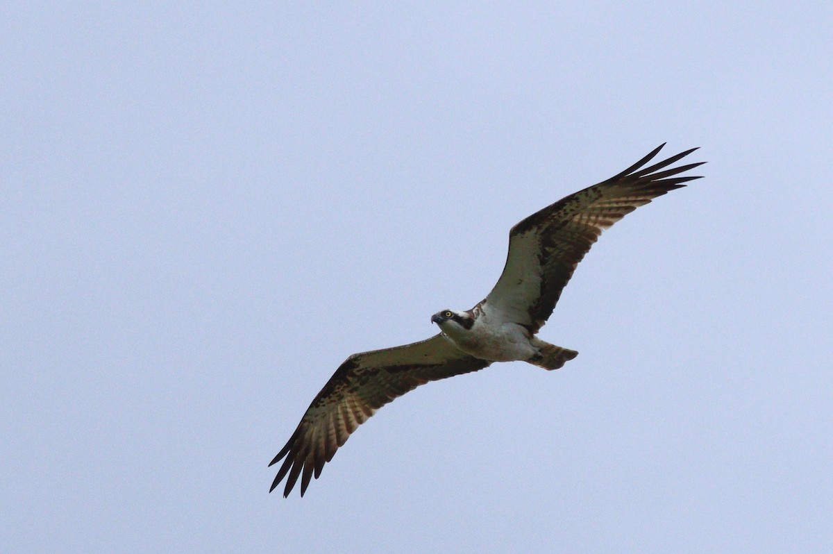 orlovec říční - ML642532590