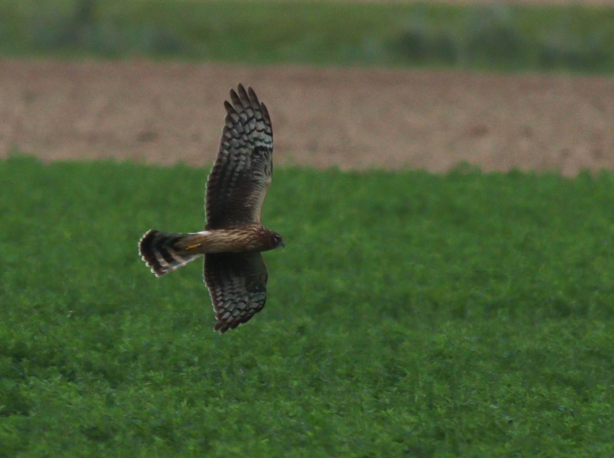 moták pilich - ML642532597