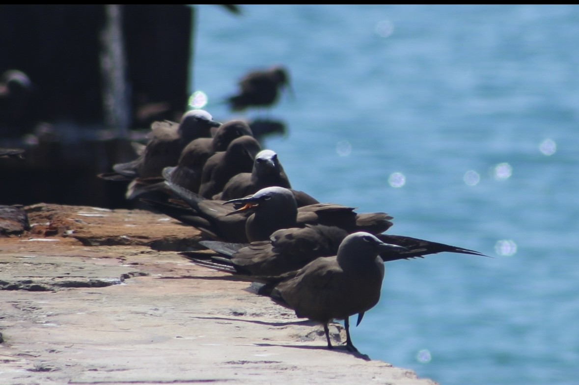 Brown Noddy - ML642532611
