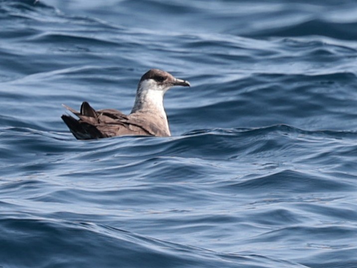 Parasitic Jaeger - ML642532615