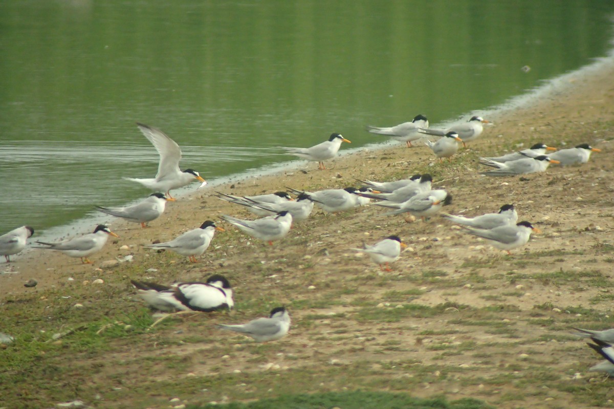 Little Tern - ML642532619