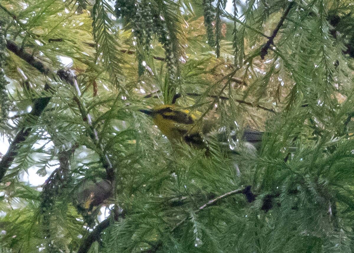 Townsend's Warbler - ML642532631