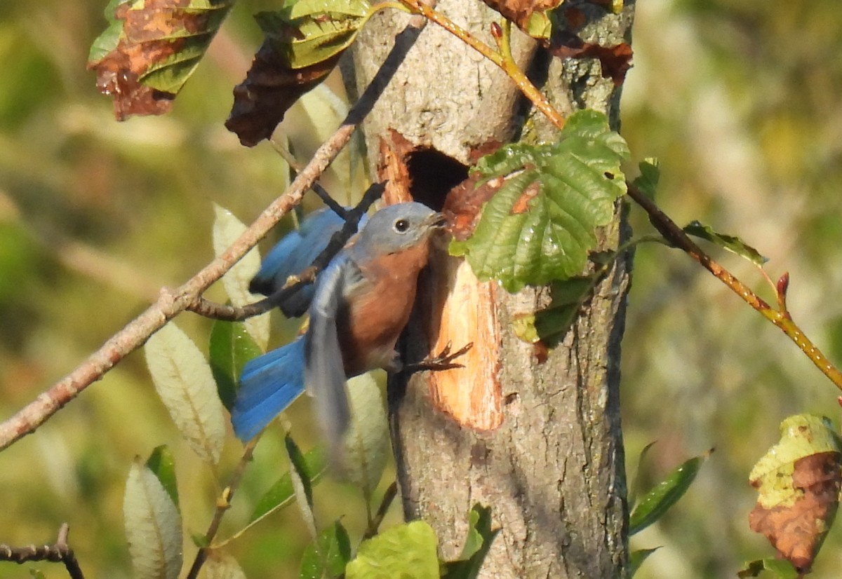 Eastern Bluebird - ML642532657