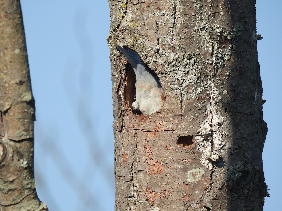 Eastern Bluebird - ML642532667