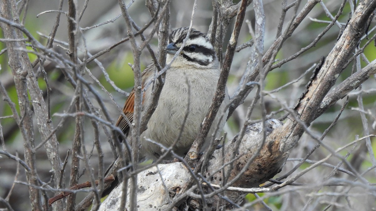 Cape Bunting - ML642532670