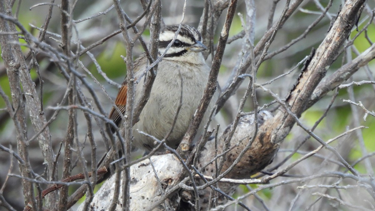 Cape Bunting - ML642532671