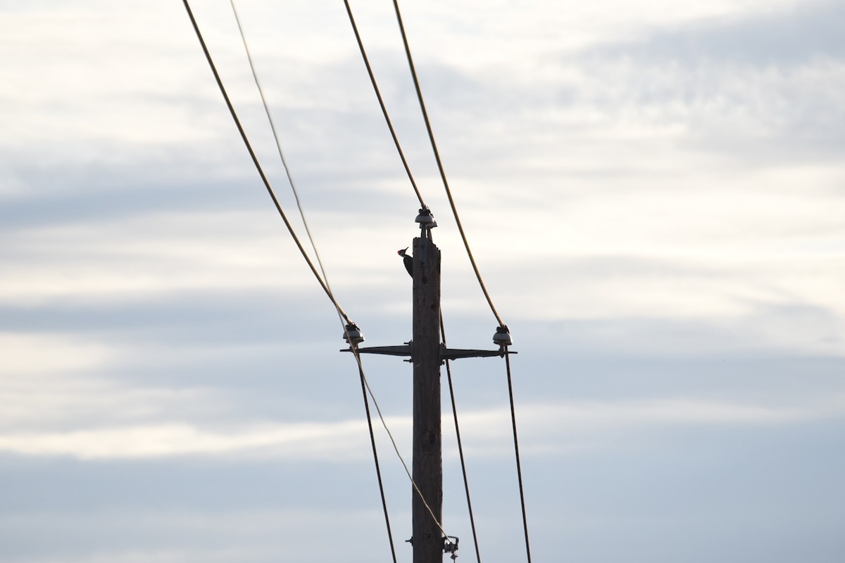 Pileated Woodpecker - ML642532699