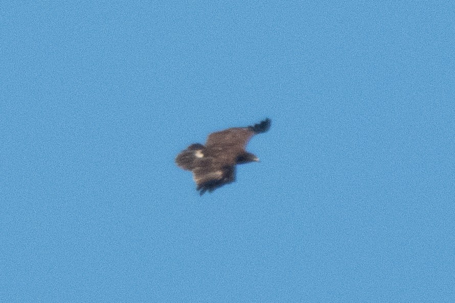 Águila Moteada - ML642532737