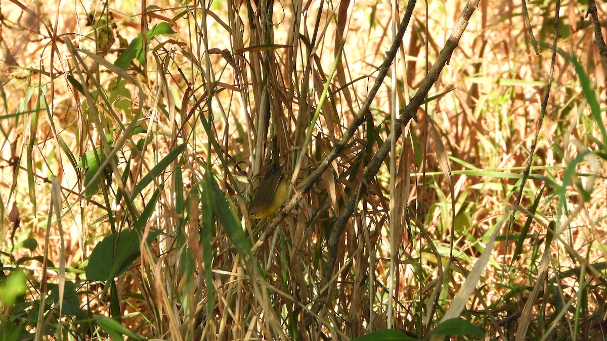 Common Yellowthroat - Cathy Hagstrom