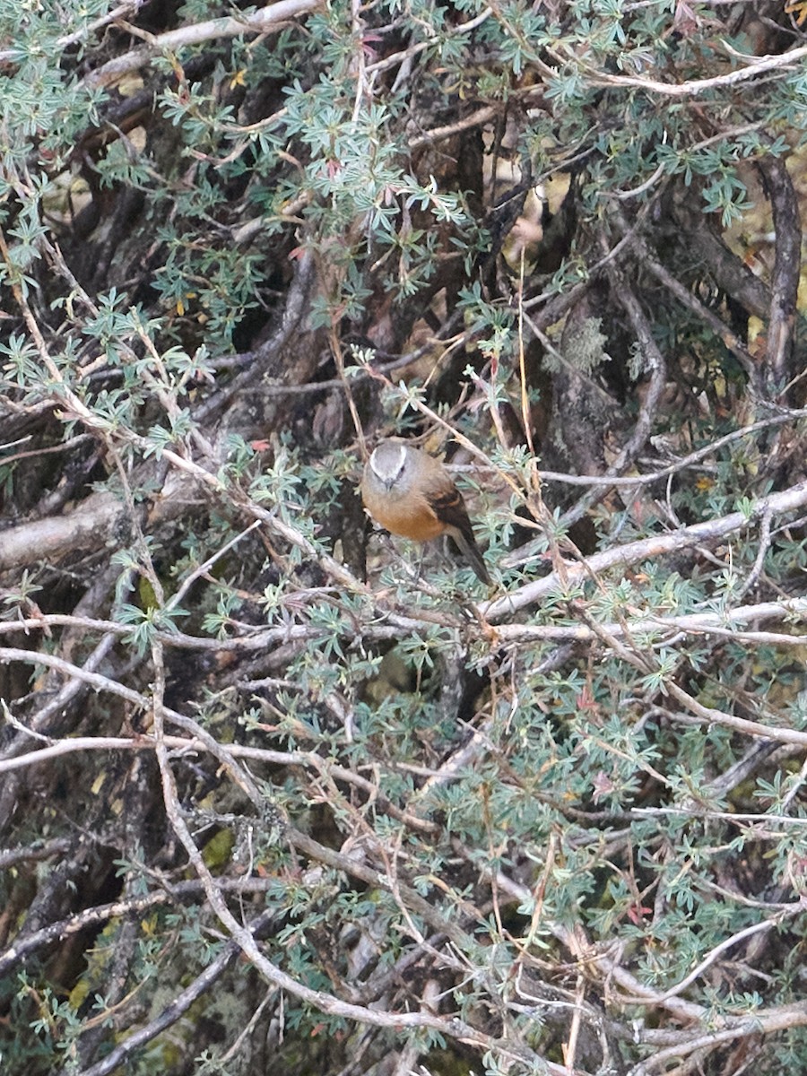 Brown-backed Chat-Tyrant - ML642532821