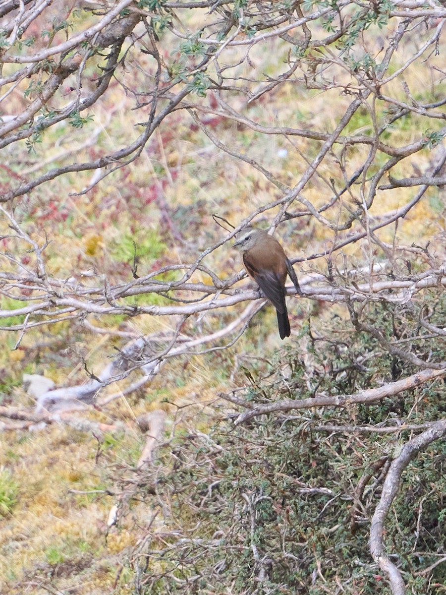 Brown-backed Chat-Tyrant - ML642532823