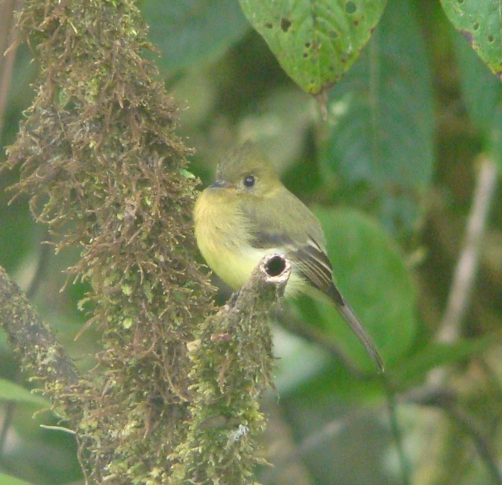 Tufted Flycatcher - ML642532830