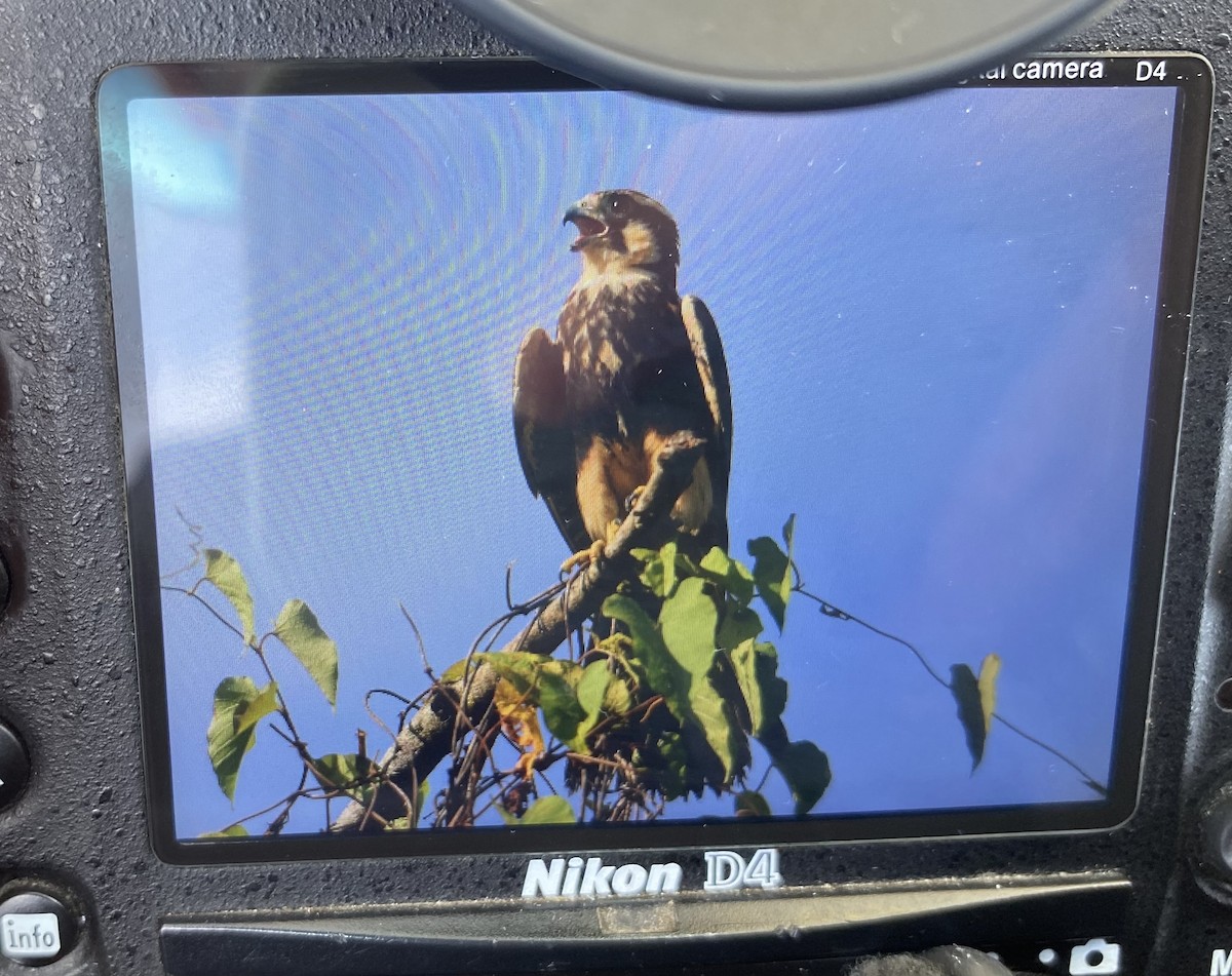 Aplomado Falcon - ML642532853