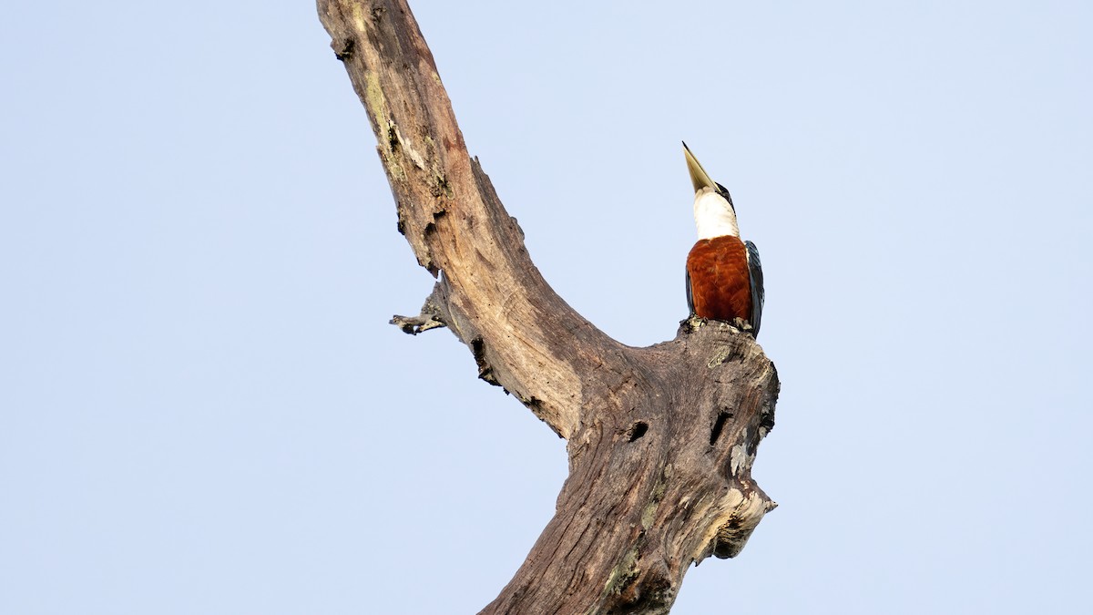 Rufous-bellied Kookaburra - ML642532874