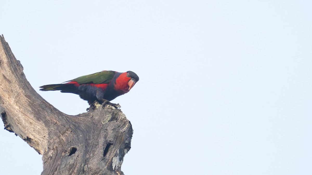Black-capped Lory - ML642532881