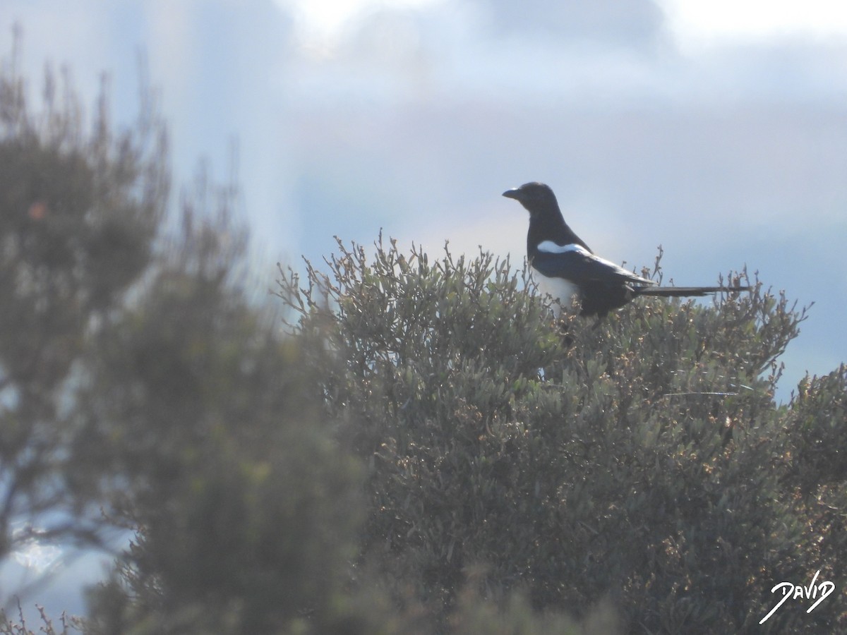 Eurasian Magpie - ML642532898