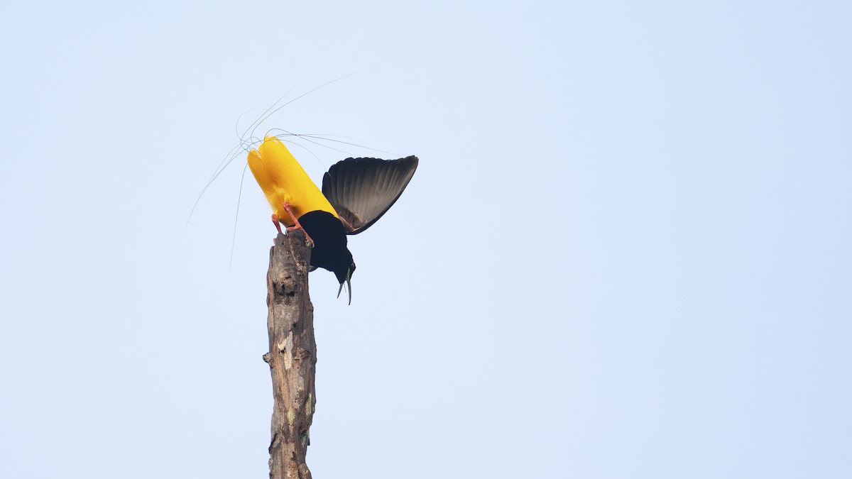 Twelve-wired Bird-of-Paradise - ML642532902