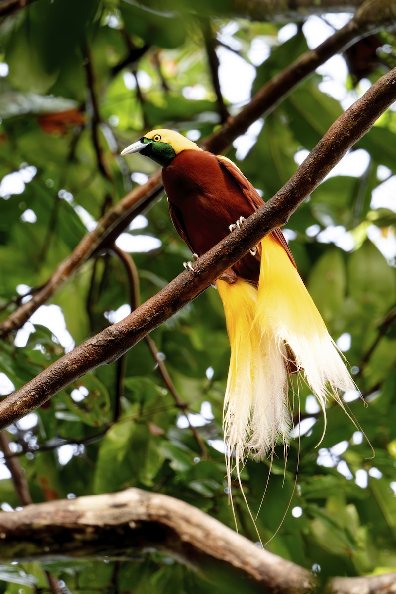 Lesser Bird-of-Paradise - ML642532907