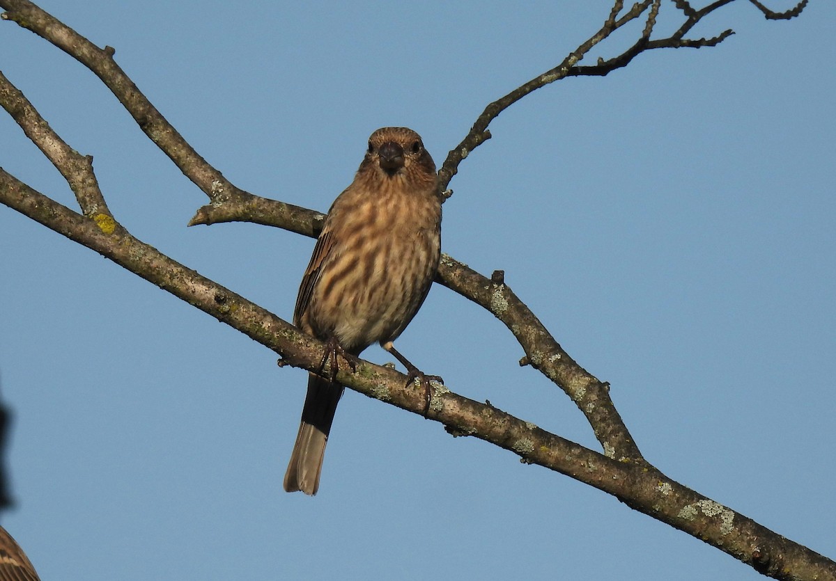 House Finch - ML642532949