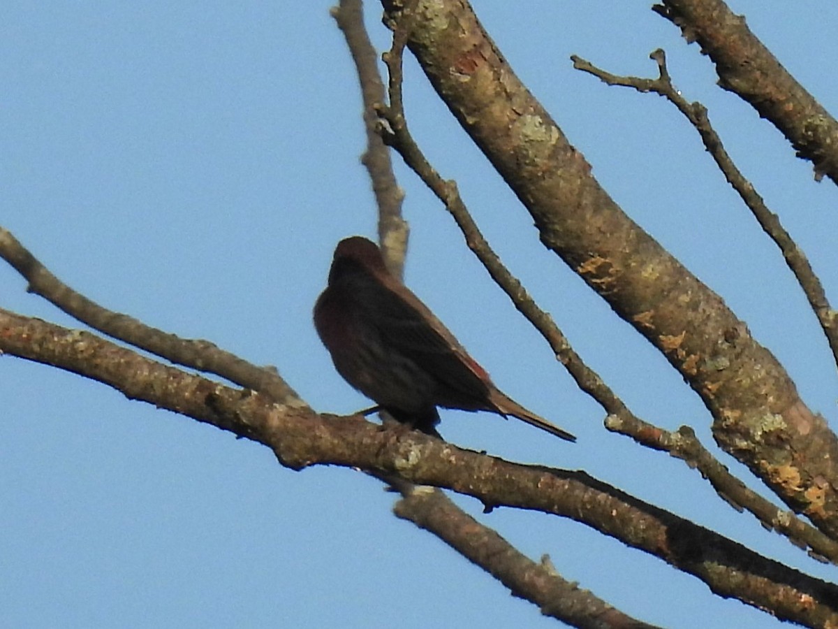 House Finch - ML642532952