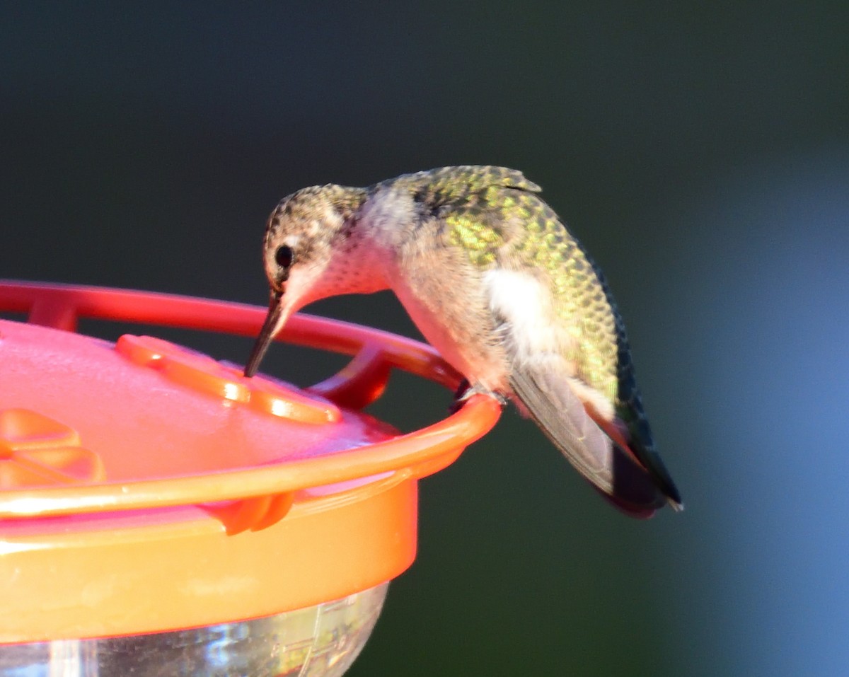 hummingbird sp. - ML642532968