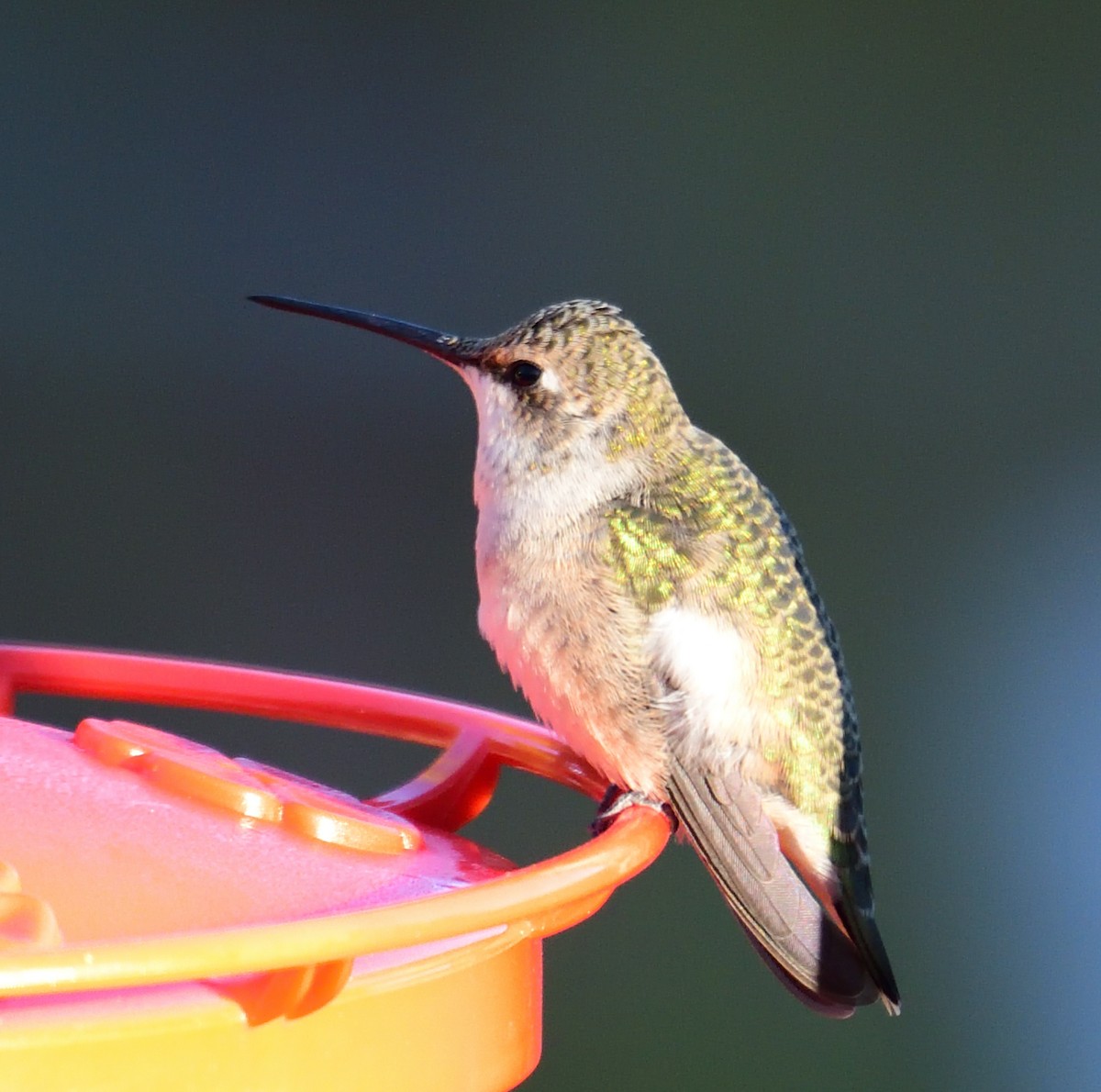 hummingbird sp. - ML642532971