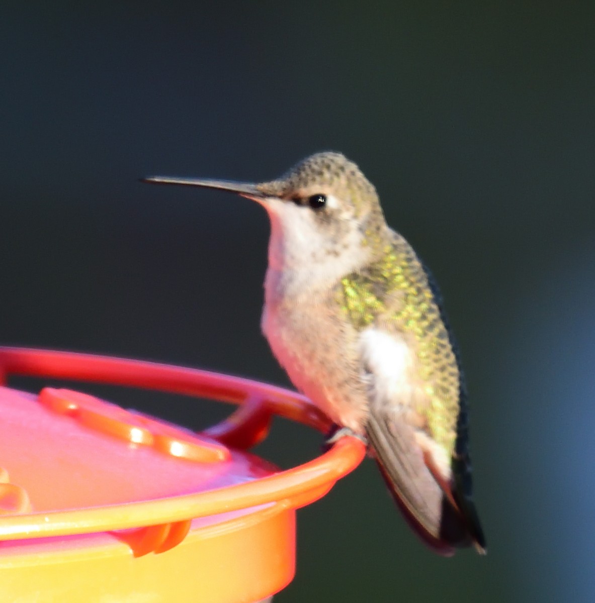 hummingbird sp. - ML642532972