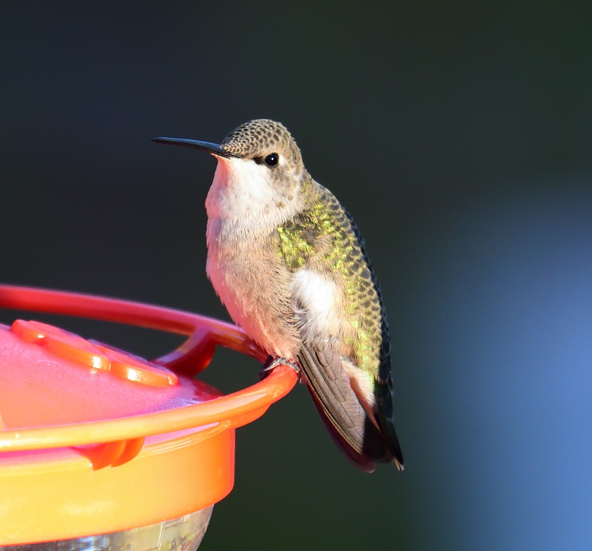 hummingbird sp. - ML642532973