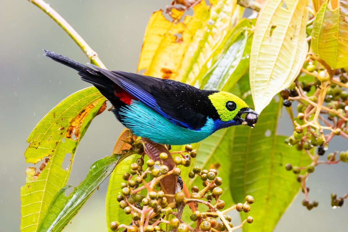 Paradise Tanager - ML642533004