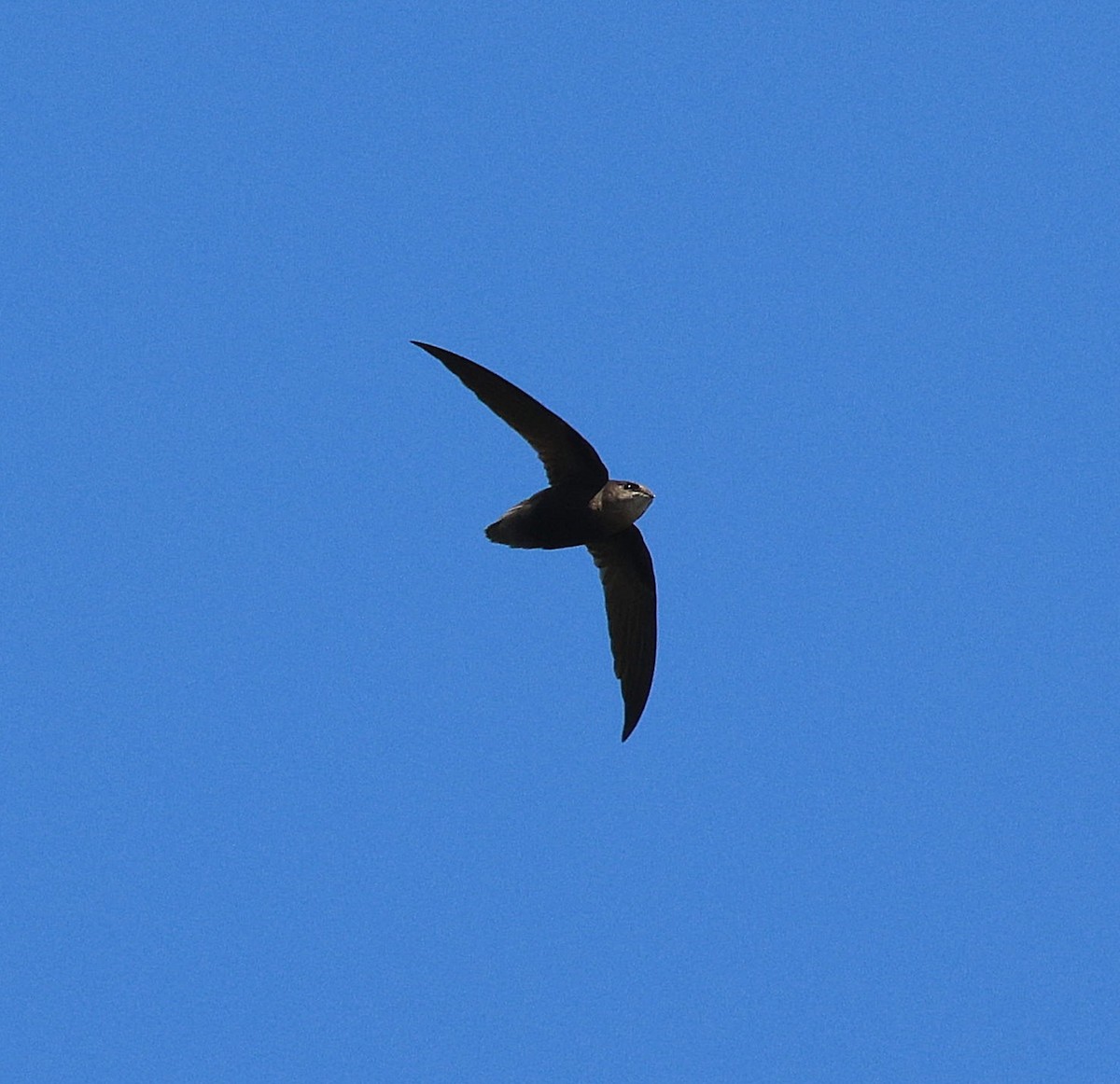 Sick's Swift - ML642533019