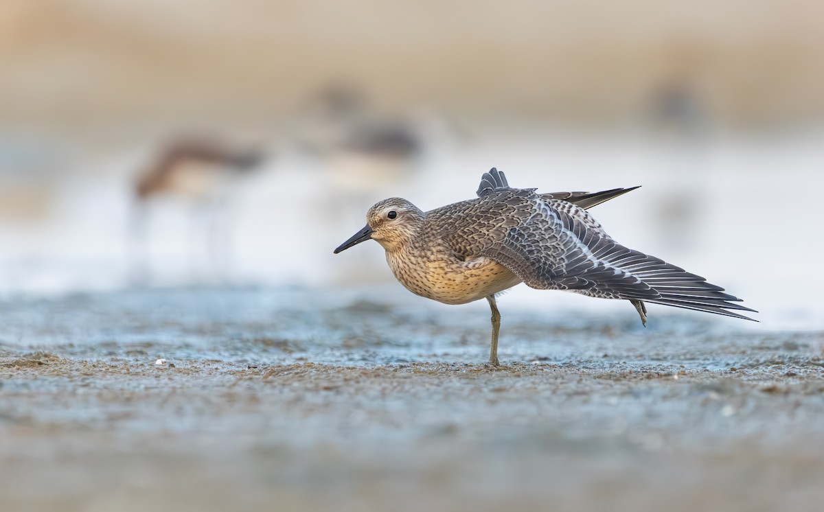 Red Knot - ML642533030