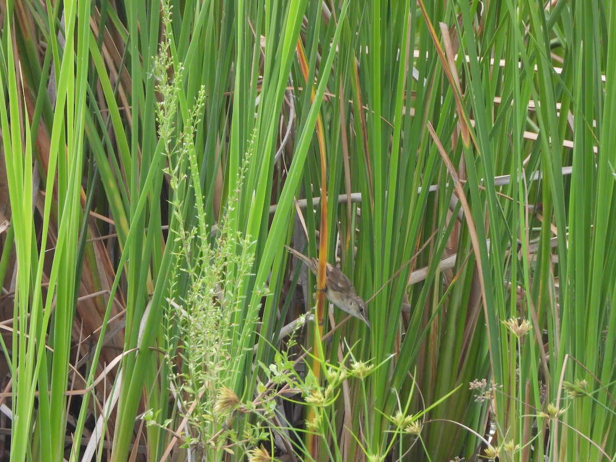 Clamorous Reed Warbler - ML642533058