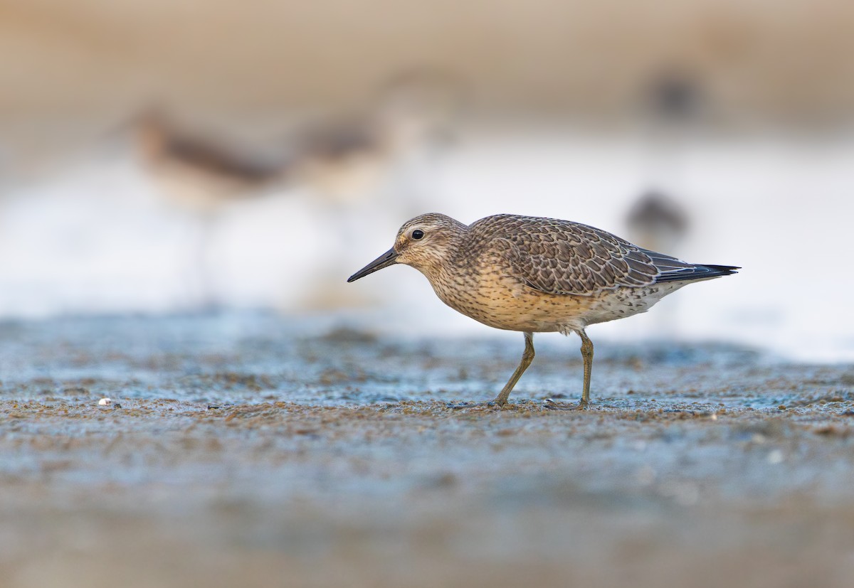 Red Knot - ML642533059