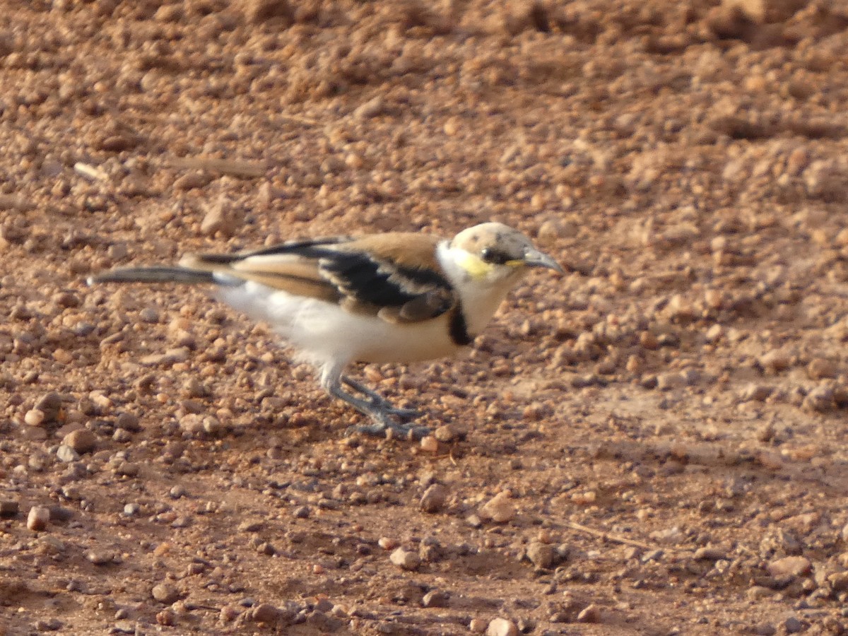 Banded Honeyeater - ML642533072