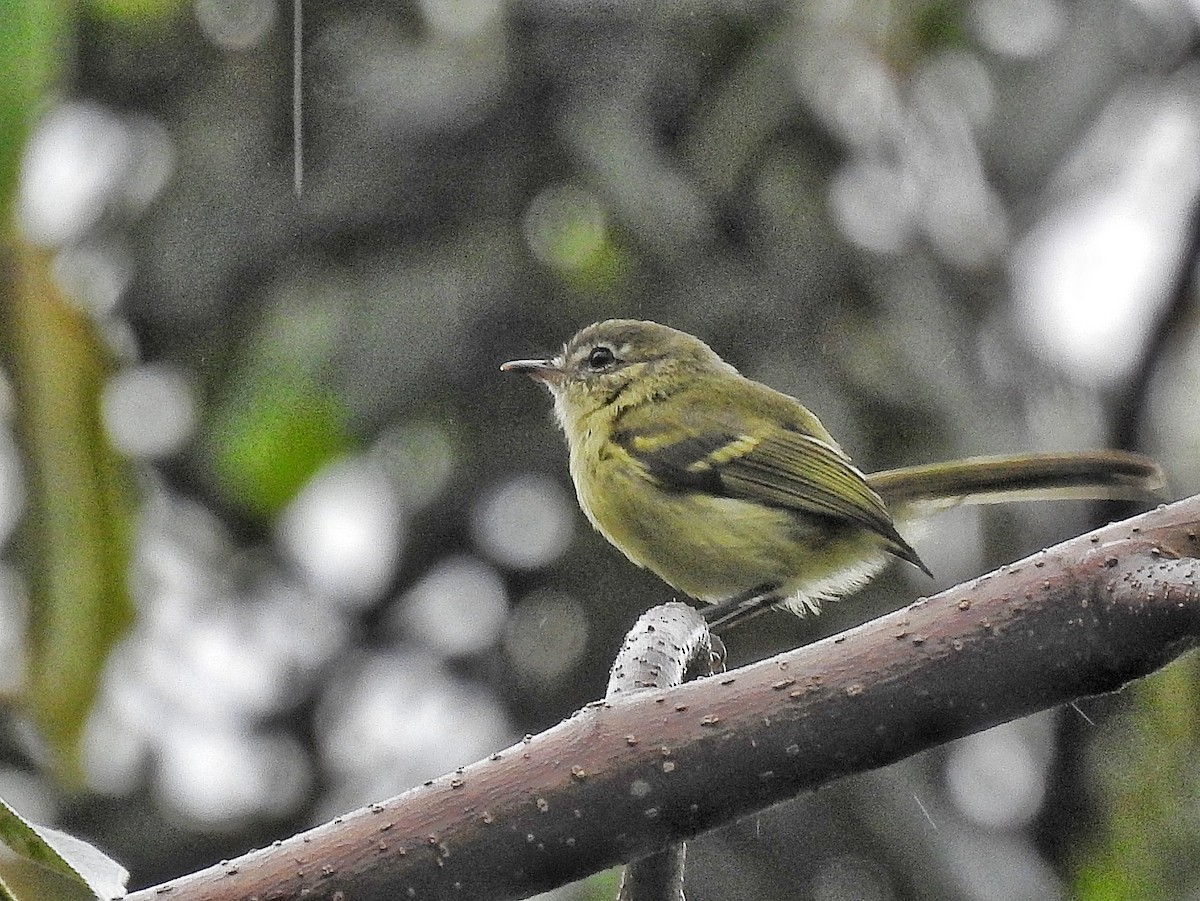 Mottle-cheeked Tyrannulet - ML642533088
