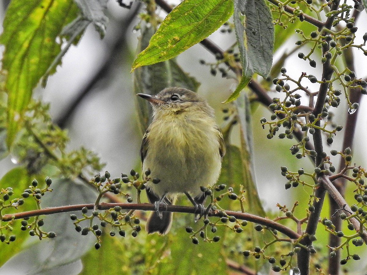 Mottle-cheeked Tyrannulet - ML642533089