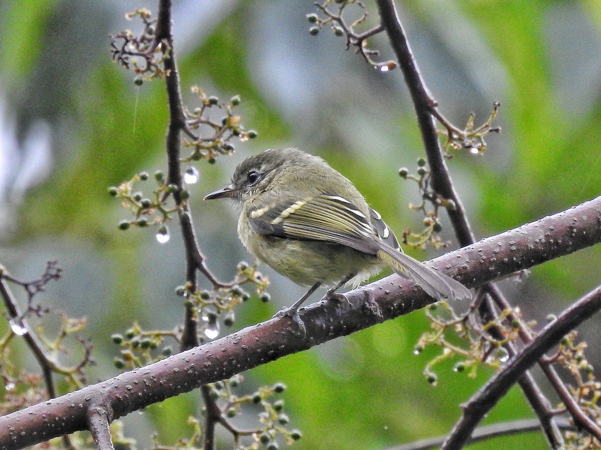 Mottle-cheeked Tyrannulet - ML642533090