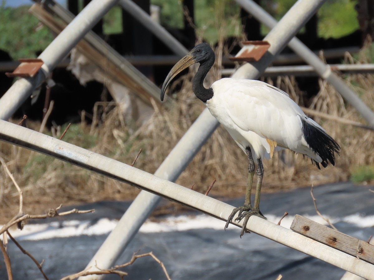 ibis posvátný - ML642533091